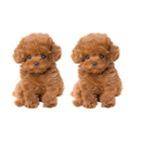 Cachorro de Pelúcia Realista - Tótó™